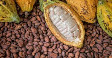 Transforming Ghana’s Cocoa Sector: Why Cocoa Farmers Should Back Dr. Bawumia in 2024