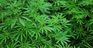 NACOC Announces Start Of Licensing For Medicinal And Industrial Cannabis In Ghana